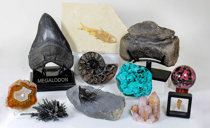 FossilEra.com - Fossils, Minerals & Crystals For Sale