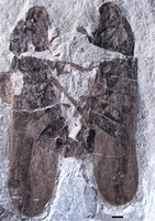 Top 10 Paleontology News Stories Of 2013