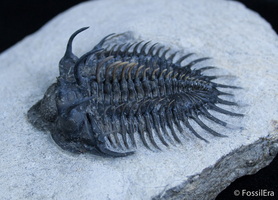 A Tale Of Two Comura - Reconstructed Trilobite Spines