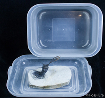 How To Secure A Spiny Trilobite For Transport