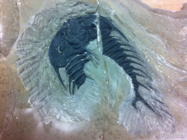 Preparation Sequence - Olenoides Trilobite