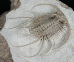 Boedaspis Trilobite - Spectacular Preparation Sequence