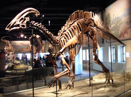 About Hadrosaurs