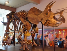 About Triceratops