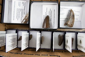 New Arrivals – T-Rex & Nanotyrannus Teeth From South Dakota