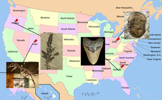 List of State Fossils For Sale