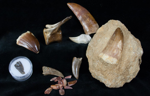 New Fossils of Jurassic World Page