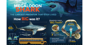 New - Killer Megalodon Infographic Posters