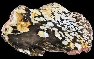 North Dakota State Fossil - Teredo Petrified Wood