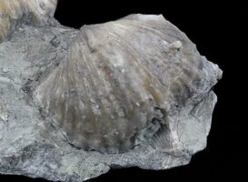 Kentucky State Fossil - The Brachiopod