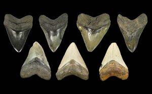 Why Do Fossils Come In So Many Colors?