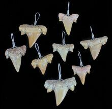 Wire Wrapped, Fossil Shark (Serratolamna) Tooth Pendants