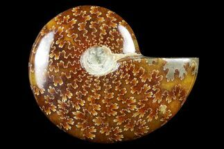 2 1/4 - 2 3/4" Polished Ammonite Fossils - Madagascar