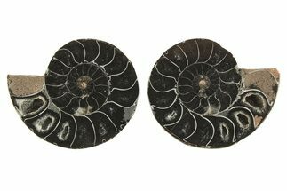 Black, Cut & Polished, Ammonite Fossils - 1 1/4 to 1 1/2" Size
