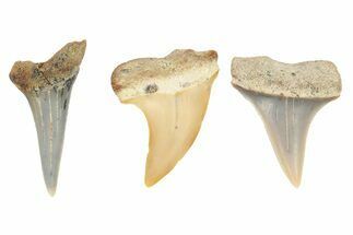 1" Miocene Fossil Shark Teeth - Bakersfield, California