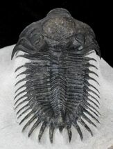 Arched Delocare (Saharops) Trilobite - Great Eyes & Spines #23296