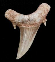 Striatolamia (Extinct Sand Tiger) Shark Tooth - Eocene #3428