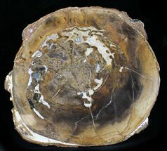 Petrified Wood Slab - McDermitt, Oregon #24234