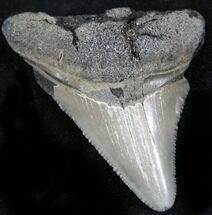 Serrated Megalodon Tooth - Antwerp, Belgium #24366