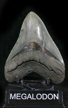 Quality Fossil Megalodon Tooth - Great Serrations #24428