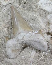 Otodus Shark Tooth Fossil In Original Matrix #26638