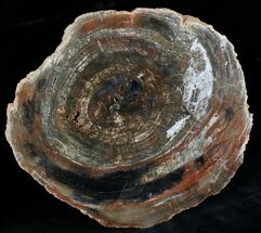 Unusualy Colored Madagascar Petrified Wood Slab - #28320