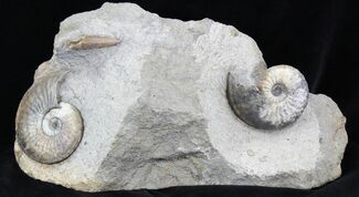 Double Amaltheus Ammonite Specimen - Dorset, England #30783