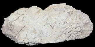 Large Triceratops Frill Shield Section - Montana #31063