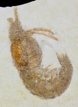 Juvenile Fossil Shrimp (Aeger tipularius) - Solnhofen #31707