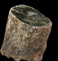Triassic Woodworthia Petrified Log #34489