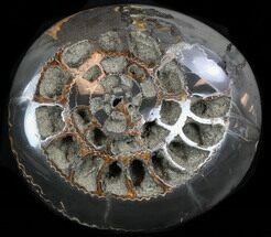Speetoniceras Ammonite Full Of Druzy Pyrite #34579