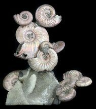 Stunning Fossil Ammonite Display With Pyrite #34581