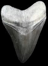 Black Megalodon Tooth - Medway Sound, Georgia #34635