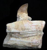 mosasaurus jaw for sale