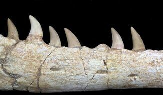 Halisaurus (Mosasaur) Jaw Section (Composited Teeth) #35033