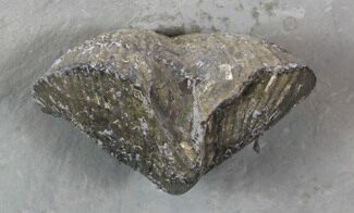 Pyrite Replaced Brachiopod Mounted On Shale #35130