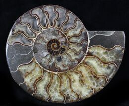 Gorgeous Split Ammonite Half - Agatized #36589