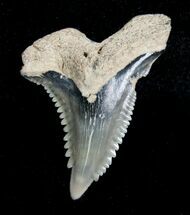 Hemipristis Shark Tooth Fossil #4157
