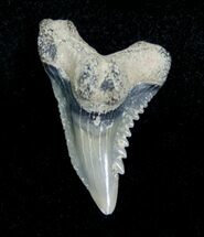 Fossil Hemipristis Shark Tooth - Aurora, NC #4168
