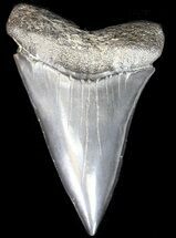 Large, Black Fossil Mako Shark Tooth - Georgia #39887