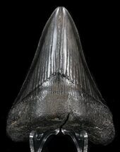 Black, Fossil Megalodon Tooth #41805
