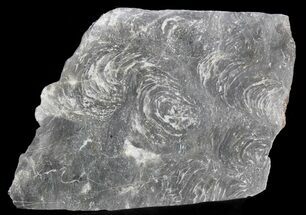 Polished Stromatolite (Minjaria) - Russia - Million Years #41846