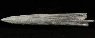 Fossil Marlin (Swordfish) Rostrum - Miocene #45960