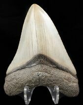 Tan, Serrated, Megalodon Tooth - Georgia #46313