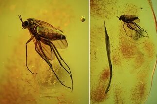 Detailed Fossil Fly (Diptera) & Plant (Long Leaf) In Baltic Amber #48228