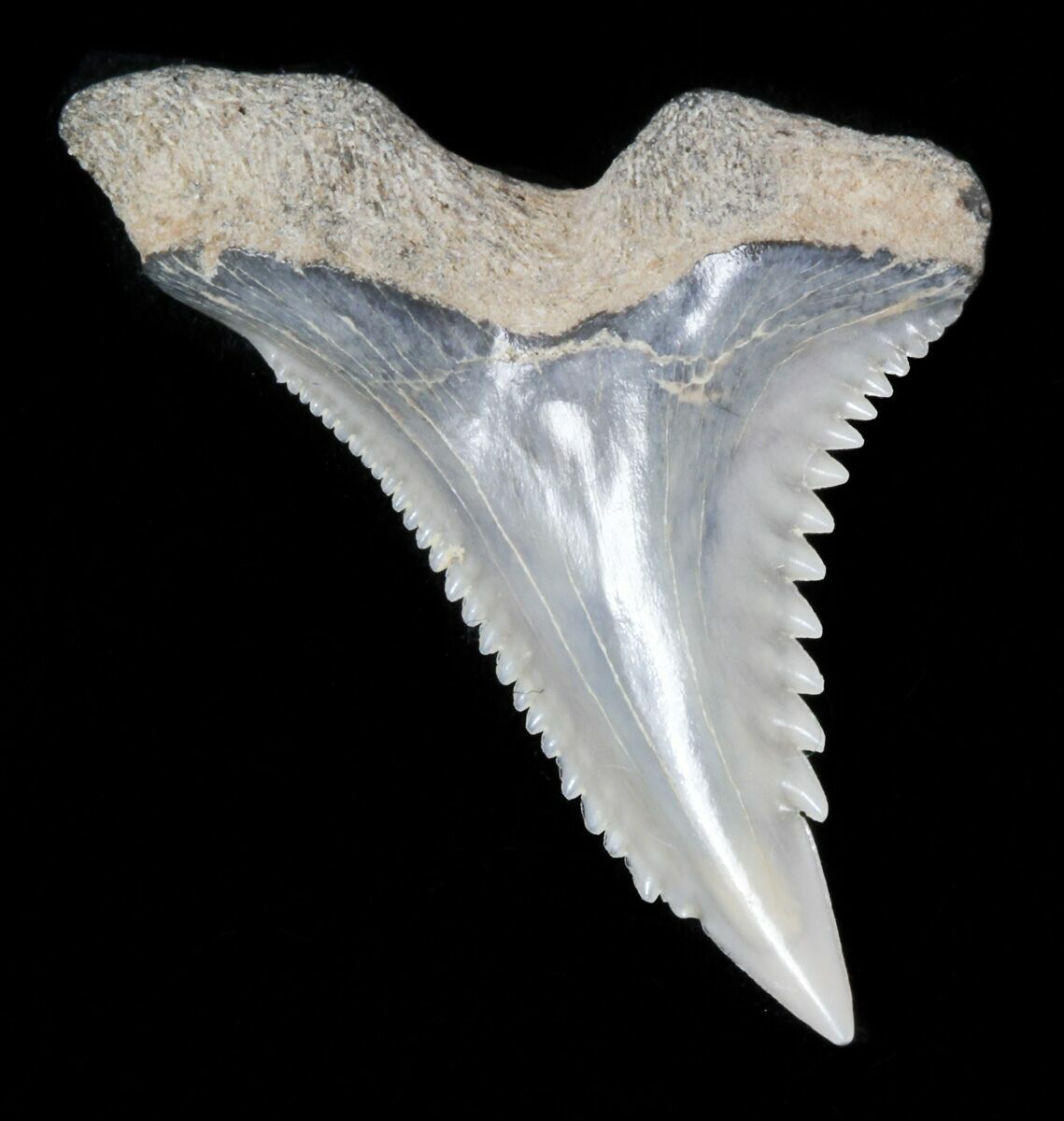 Акулий зуб белой акулы