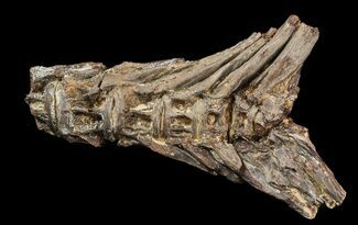 Ichthyodectes Caudal Vertebra (Tail Section) - Kansas #48765
