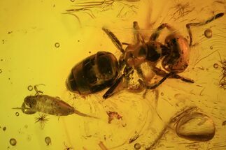 Detailed Fossil Ant & Springtail In Baltic Amber #50559