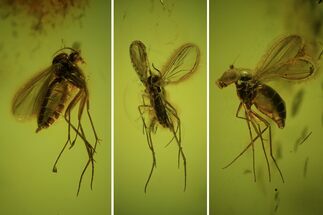Three Large, Detailed Fossil Flies (Diptera) In Baltic Amber #50566