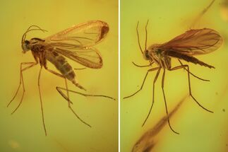 Two Large Fossil Flies (Sciaridae) & A Mite In Baltic Amber #50639